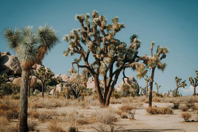 Red Rock Canyon & Calico Basin Self Guided Audio Tour - The Sum Up