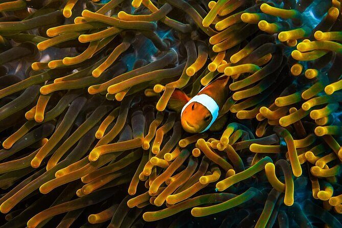 Redang Island Scuba Diving for Beginners - FAQ