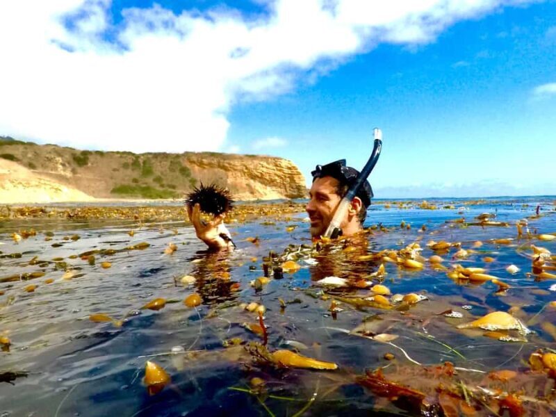 Redondo Beach: Kayak & Snorkel with Sea Lions Tour - An Authentic Look at the Redondo Beach Kayak & Snorkel Tour