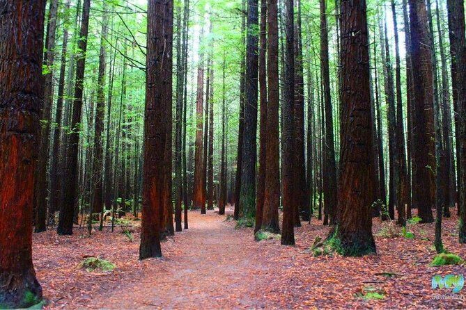 Redwood Forest , Blue Springs & Huka Falls Day Tour from Auckland - A Day in the North Island’s Natural Wonders