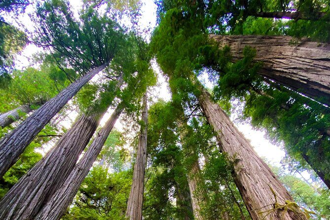 Redwood National and State Parks Self-Guided Audio Driving Tour - FAQ