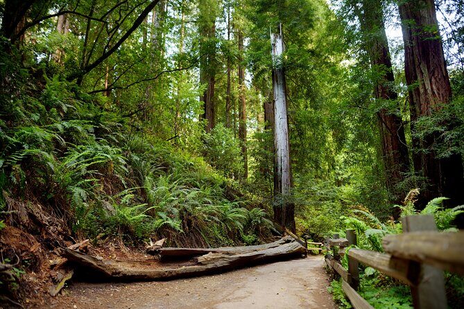Redwood Retreat: Tour to Muir Woods from San Francisco - Key Points