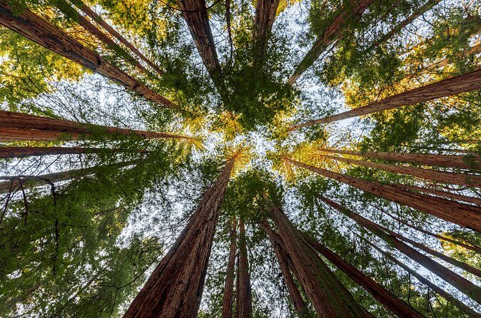 Redwood Retreat: Tour to Muir Woods from San Francisco - The Sum Up