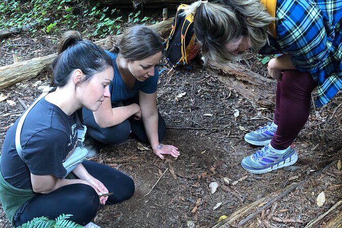 Redwoods Forest Bathing - Who Will Love This Experience?