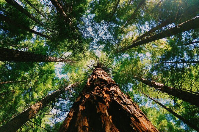 Redwoods Full-day Private Tour and Hike - An In-Depth Look at the Itinerary