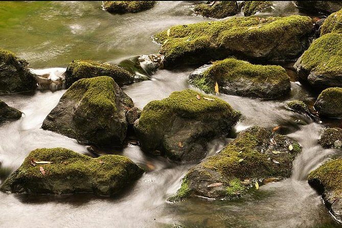 Redwoods of Marin and Mt. Tamalpais Walking Tour with Local Guide - An In-Depth Look at the Tour Experience