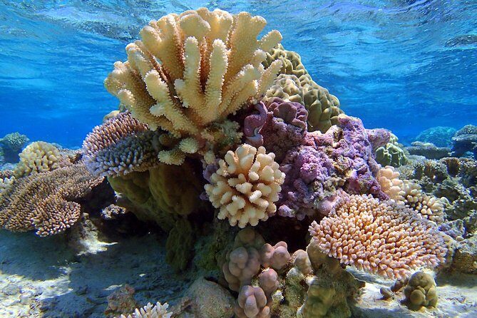 Reef Discovery Half Day Group Signature Tour - An In-Depth Look at the Reef Discovery Half Day Tour