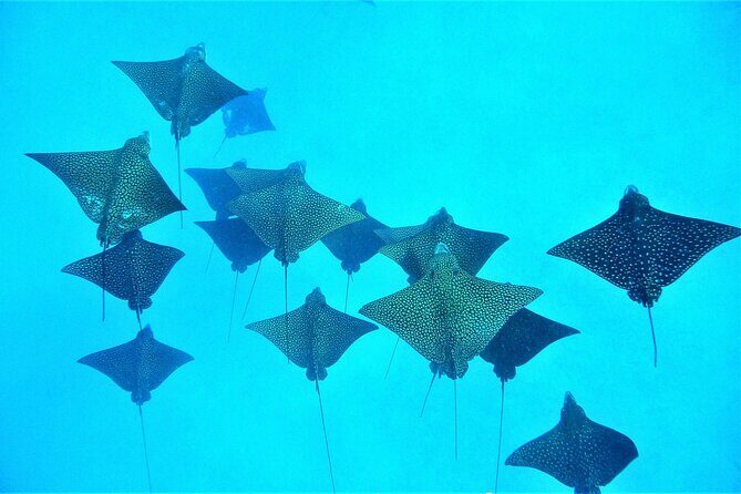 Reef Discovery Private Dream Day Tour - Frequently Asked Questions (FAQs)