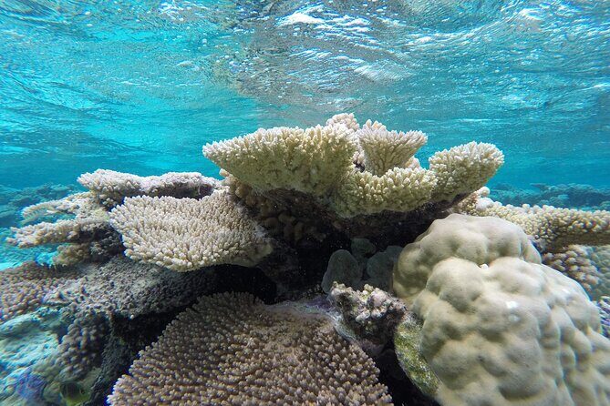 Reef Discovery Private Full Day Lagoon Tour & Water Lunch - Who Will Love This Tour?