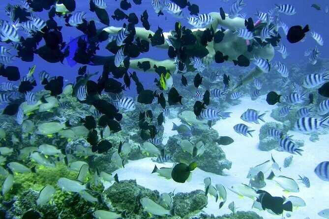 Reef Discovery Private Full Day Lagoon Tour & Water Lunch - The Sum Up