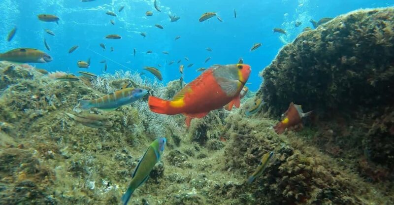 Reef Fish Watching - Key Points