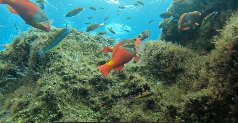 Reef Fish Watching - The Experience: What to Expect from Reef Fish Watching