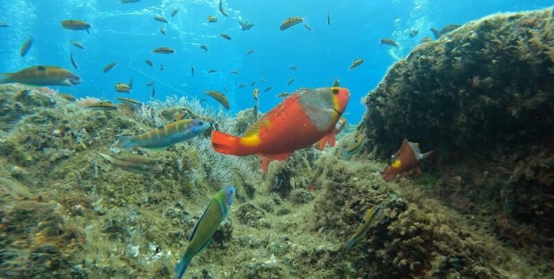 Reef Fish Watching - Why This Tour Offers Great Value