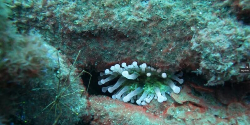 Reef Fish Watching - Final Thoughts: Is It Worth It?