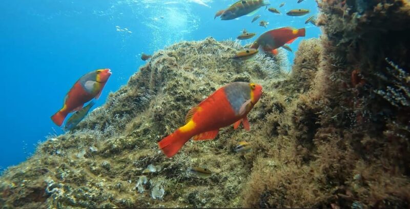 Reef Fish Watching - FAQs