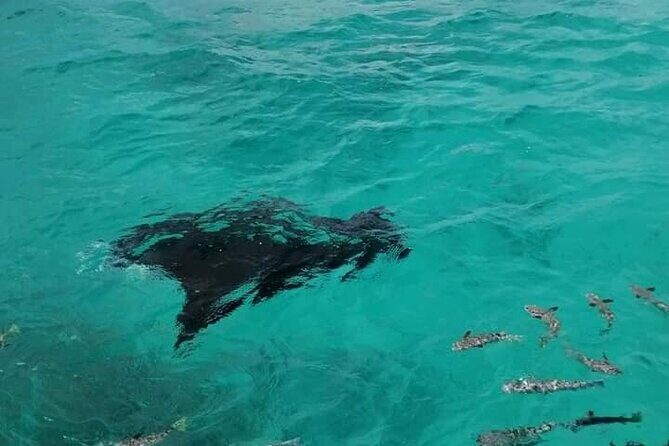 Reef island private tour - The Itinerary Breakdown: What to Expect