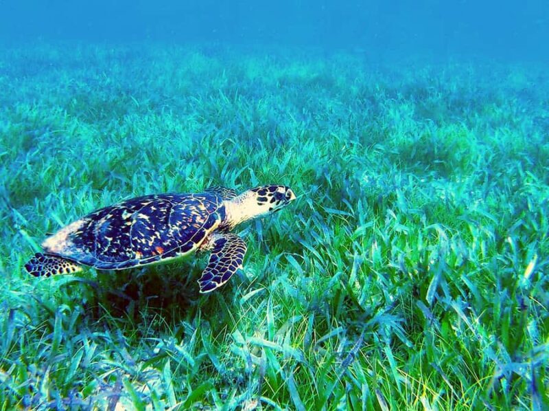 Reef Snorkeling , 3 amazing Cenotes , great local food - Who Should Consider This Tour?