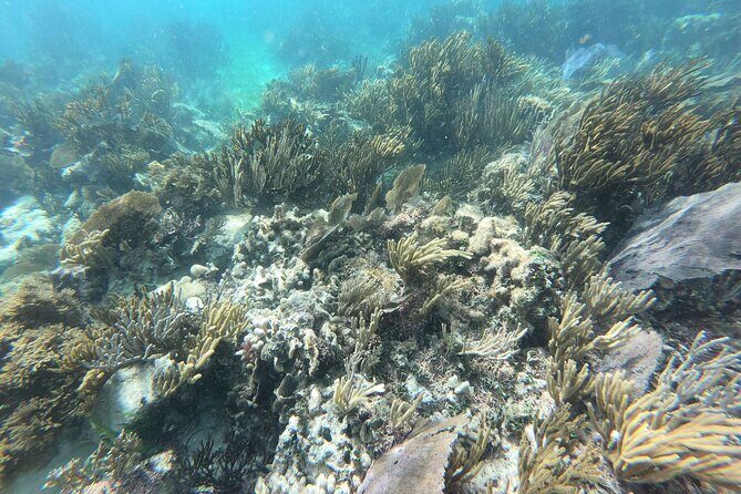 Reef Snorkeling with ATV, Zipline, Cenote that includes lunch and transportation - Final Thoughts: Is This Tour Right for You?