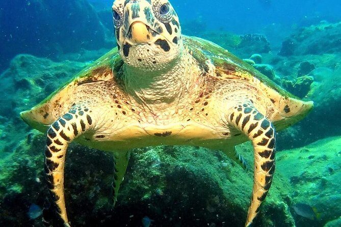 Refresher scuba diving trip, 3 dives at Racha Noi and Racha Yai - Who Should Book This Experience?