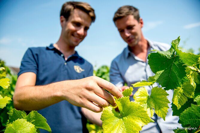 Reims afternoon tour Champagne and family growers - An In-Depth Look at the Champagne Experience