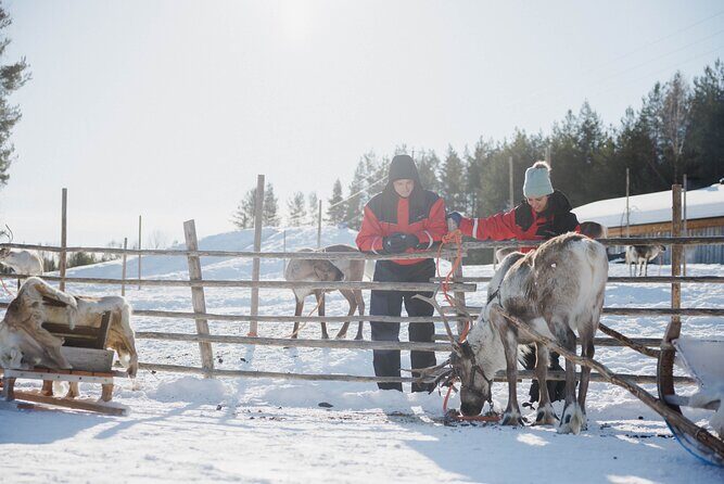 Reindeer Experience with Sledge Ride - Practical Tips for Travelers