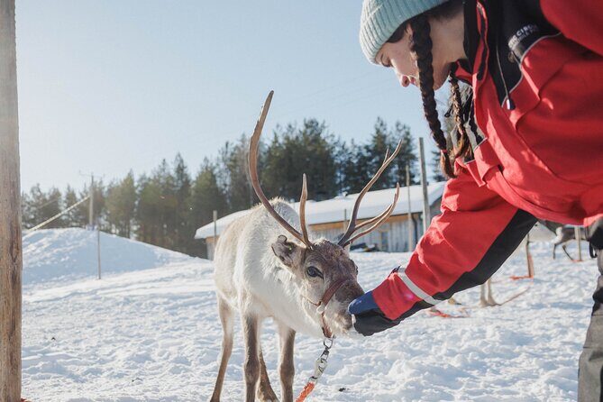 Reindeer Experience with Sledge Ride - Who Will Love This Tour?