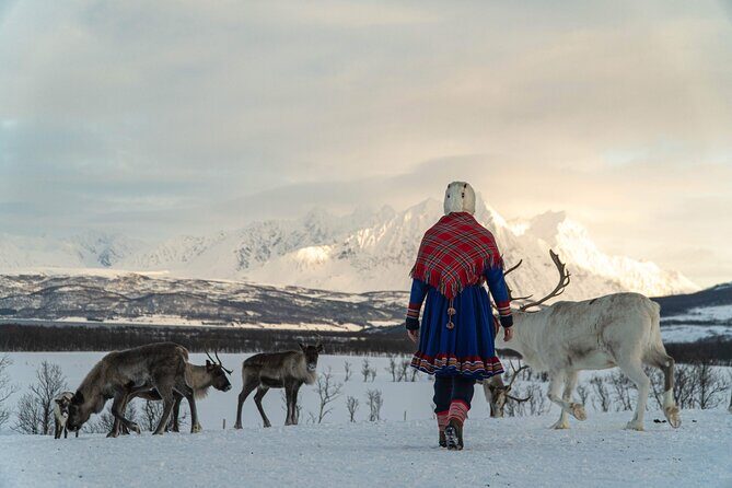 Reindeer Feeding and Sami Culture Afternoon Departure - The Experience Breakdown: From Arrival to Farewell