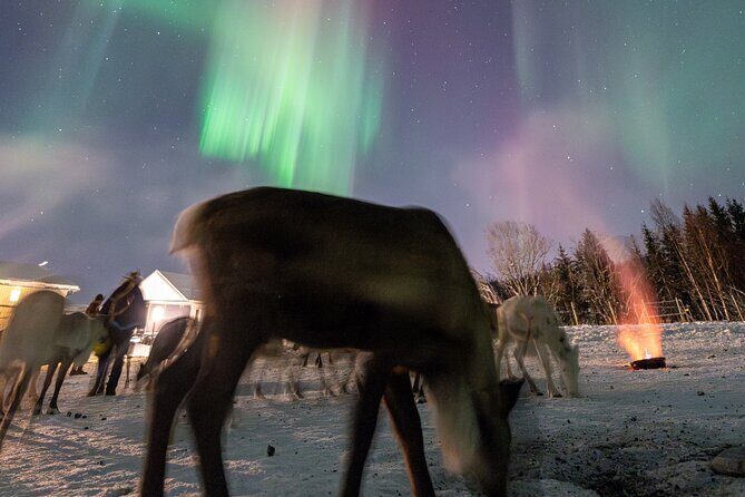 Reindeer Feeding and Sledding, Sami Storytelling Night Tour - Practicalities and Tips
