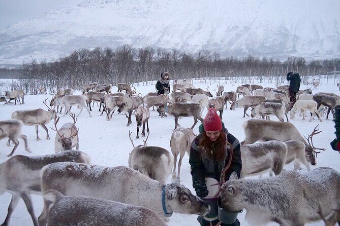 Reindeer feeding & Saami Culture - FAQ