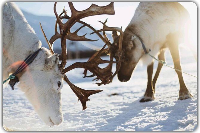 Reindeer feeding & Saami Culture - Final Thoughts