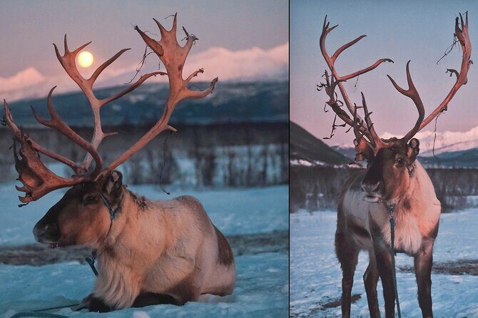 Reindeer feeding & Saami Culture with chance for Northern Lights - Concluding Thoughts