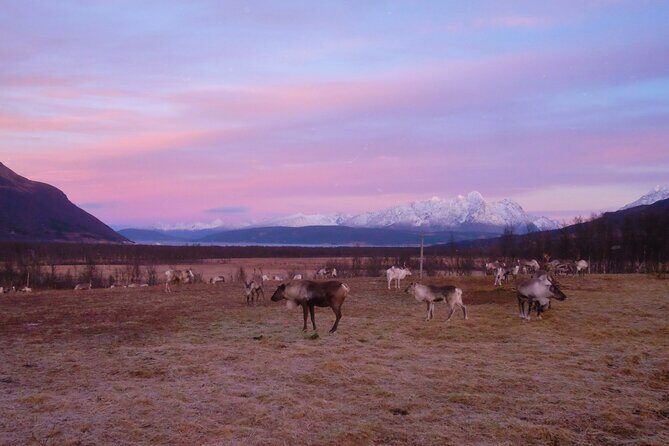 Reindeer feeding & Saami Culture with chance for Northern Lights - FAQ