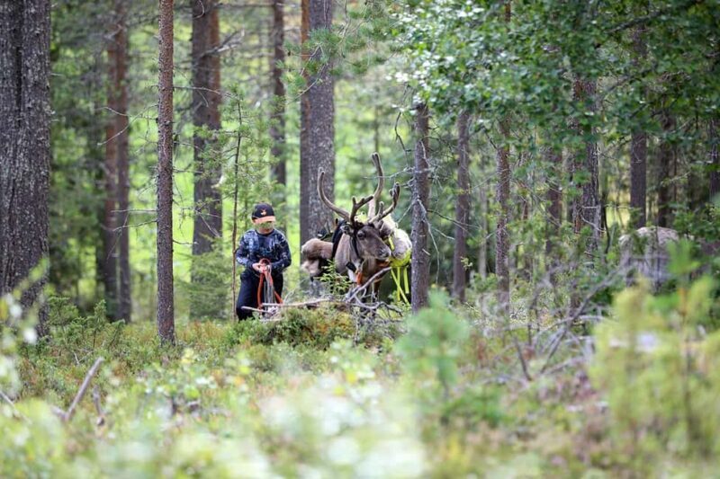 Reindeer Hike in Kuusamo nature - What makes this reindeer hike special?