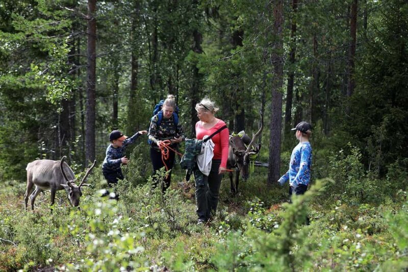 Reindeer Hike in Kuusamo nature - What youll see and do