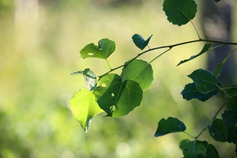 Reindeer Hike in Kuusamo nature - Who will love this experience?