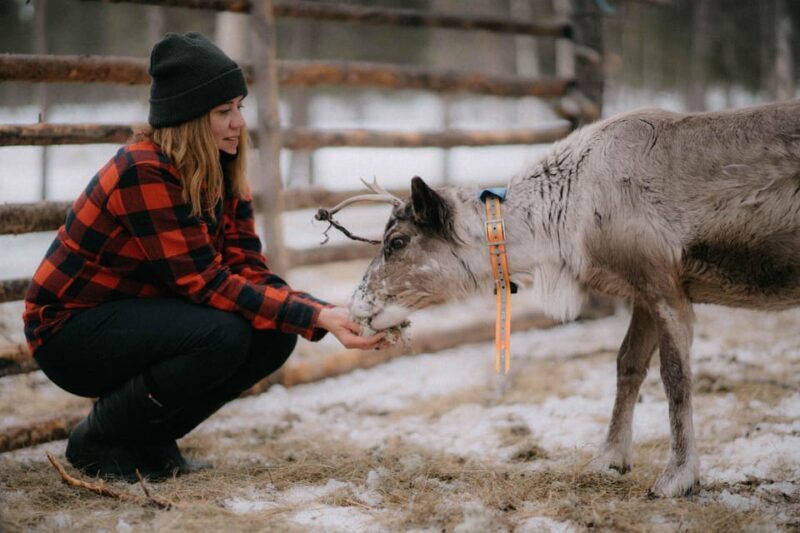 Reindeer Husbandry with Snowmobile Sleigh Ride and Lunch - Key Points