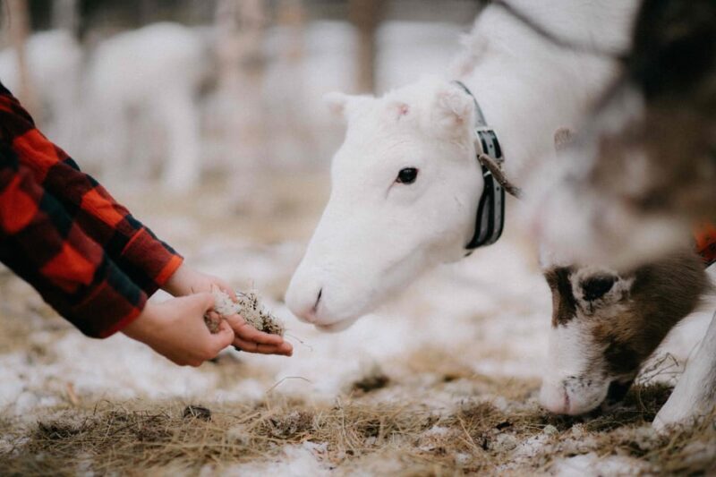 Reindeer Husbandry with Snowmobile Sleigh Ride and Lunch - Final Thoughts
