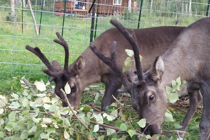 Reindeer Meet and Feed - Talkeetna - Key Points