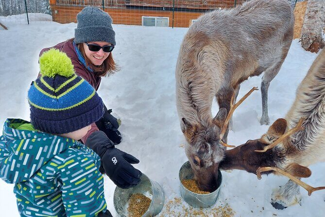 Reindeer Meet and Feed - Talkeetna - An In-Depth Look at the Reindeer Meet and Feed Experience