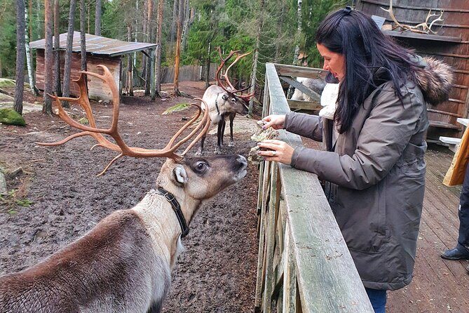 Reindeer Park Adventure - An In-Depth Look at the Reindeer Park Adventure