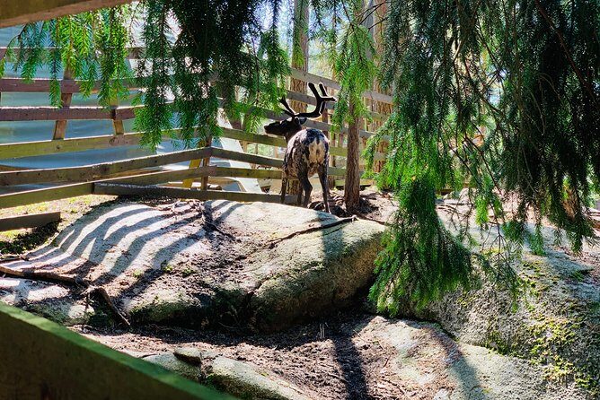 Reindeer Park Adventure VIP Car (private service) - Who is This Tour Best For?