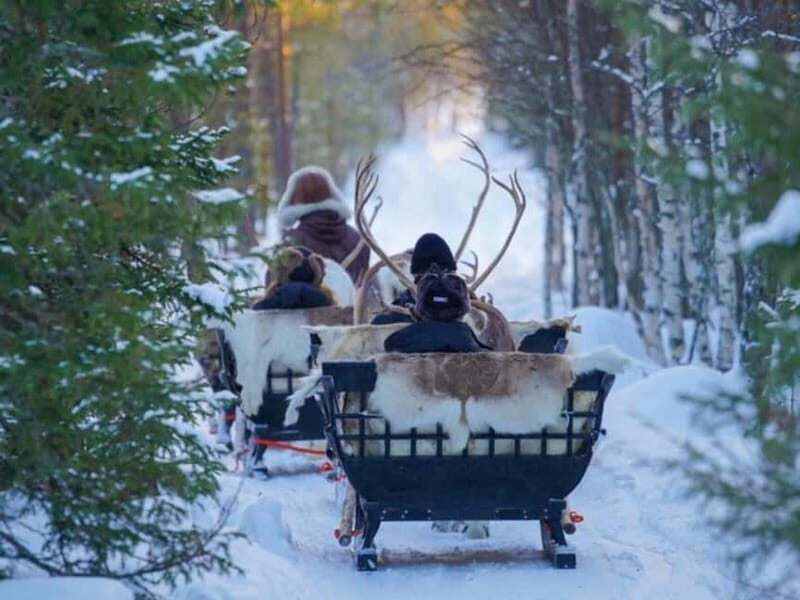 Reindeer Safari at a 200-Year-Old Farm & Long Sled Ride - Reindeer Safari at a 200-Year-Old Farm & Long Sled Ride: An Authentic Arctic Adventure