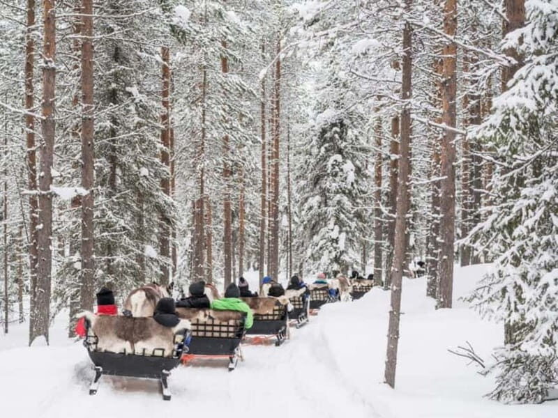 Reindeer Safari at a 200-Year-Old Farm & Long Sled Ride - Key Points