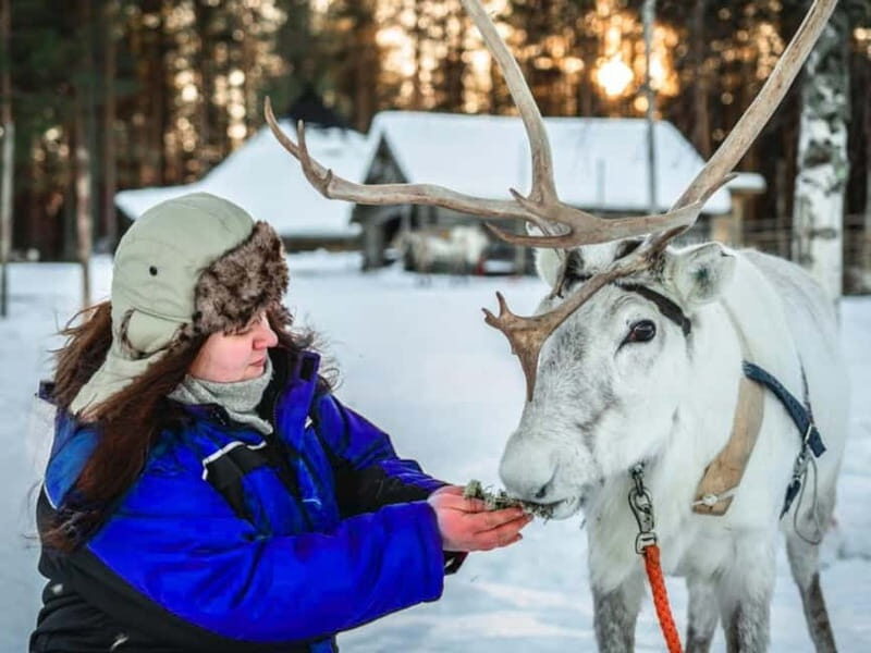 Reindeer Safari at a 200-Year-Old Farm & Long Sled Ride - Practical Tips and What to Expect
