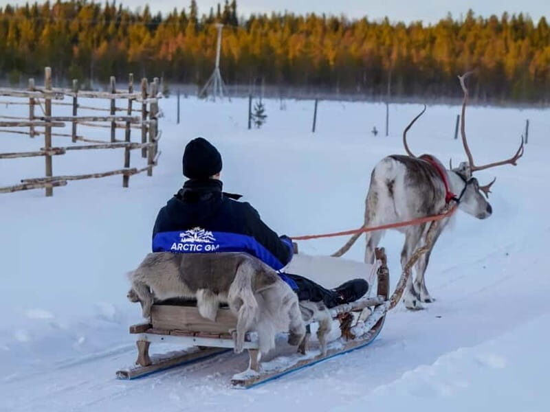 Reindeer Safari at a 200-Year-Old Farm & Long Sled Ride - The Sum Up