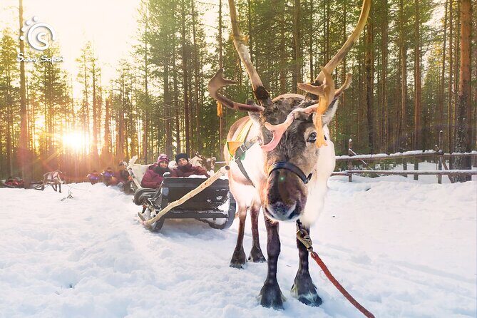 Reindeer Safari in Arctic Wilderness - Reindeer Safari in Arctic Wilderness: An Authentic Lapland Adventure