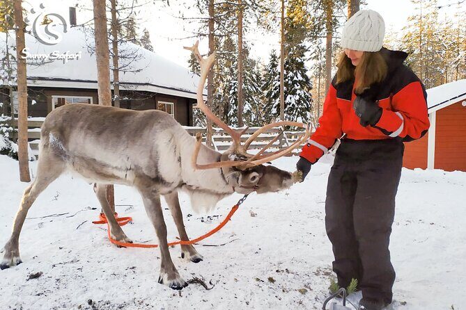 Reindeer Safari in Arctic Wilderness - An In-Depth Look at the Reindeer Safari Experience