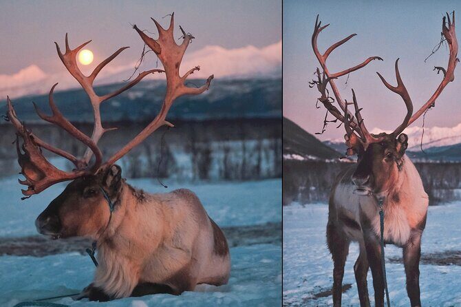 Reindeer Sledding and Feeding with Chance of Northern Lights Tromso - Authenticity and Cultural Value