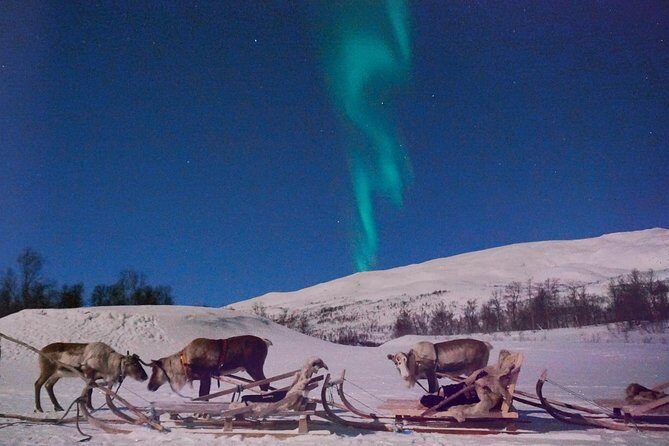 Reindeer Sledding and Feeding with Chance of Northern Lights Tromso - Who Would Love This Tour?