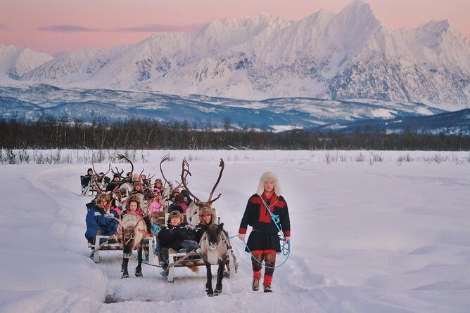 Reindeer Sledding and Feeding with Sami Culture in Tromso. - Exploring the Tromsø Reindeer and Sami Culture Tour